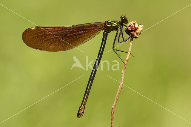 Beautiful Demoiselle (Calopteryx virgo)