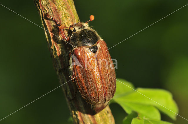 Bosmeikever (Melolontha hippocastani)