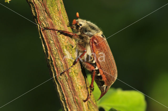 Forest Cockchafer (Melolontha hippocastani)