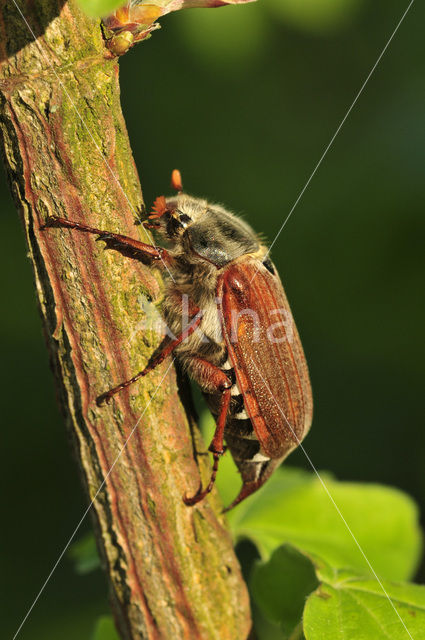 Bosmeikever (Melolontha hippocastani)