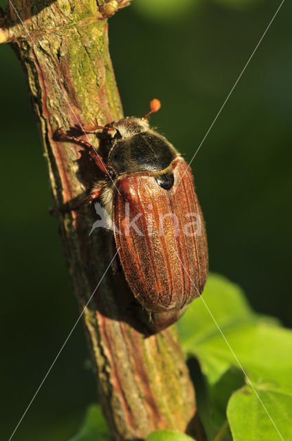 Bosmeikever (Melolontha hippocastani)