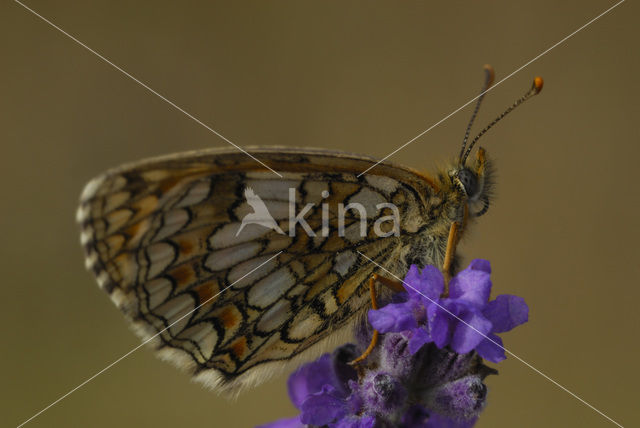 Heath Fritillary (Melitaea athalia)