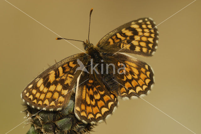 Heath Fritillary (Melitaea athalia)