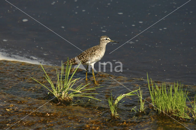 Bosruiter (Tringa glareola)