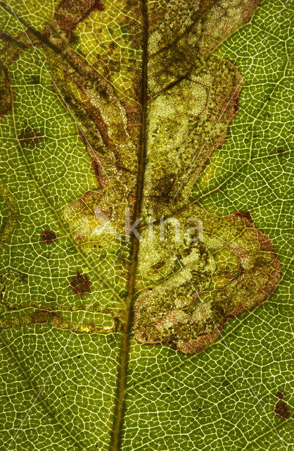 Bramble (Rubus spec)