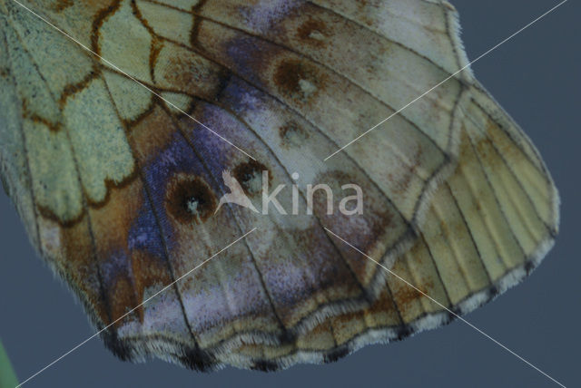 Braamparelmoervlinder (Brenthis daphne)