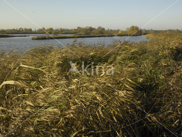 Brandemeer