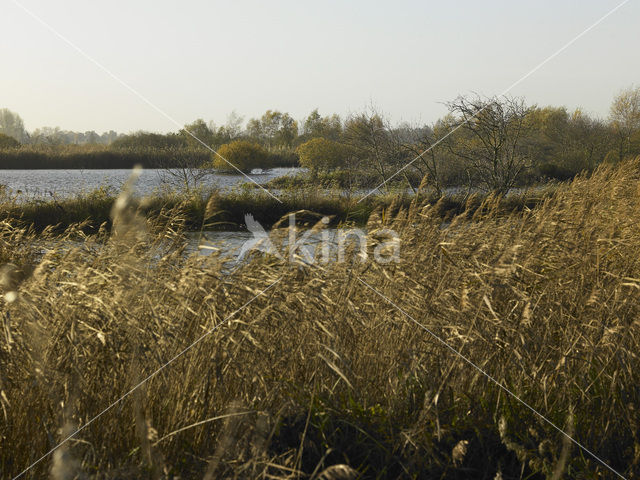 Brandemeer