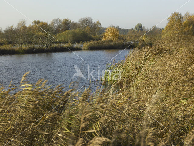 Brandemeer