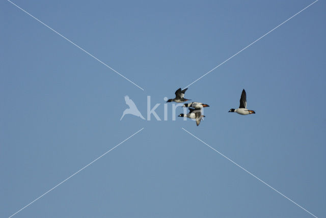 Common Goldeneye (Bucephala clangula)