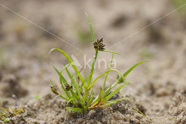 Bruin cypergras (Cyperus fuscus)