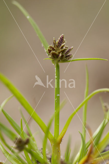 Brown Galingale (Cyperus fuscus)