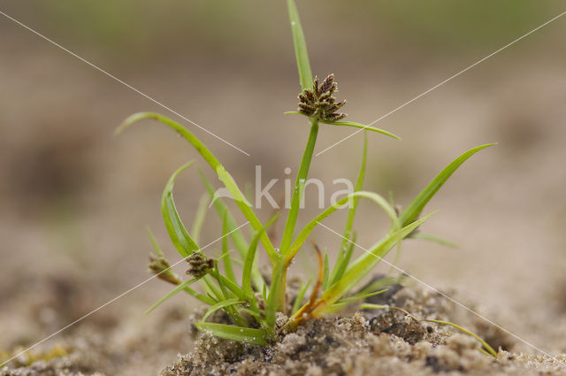 Bruin cypergras (Cyperus fuscus)