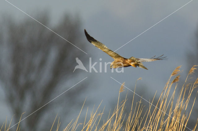 Marsh Harrier (Circus aeruginosus)