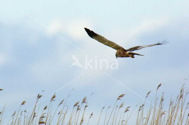 Bruine Kiekendief (Circus aeruginosus)