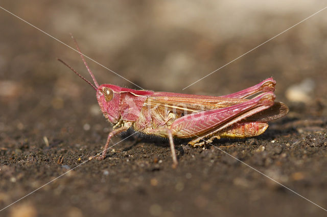 Bruine sprinkhaan (Chorthippus brunneus)