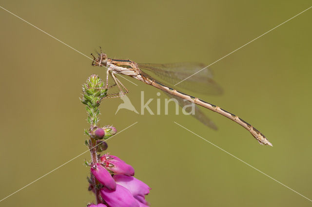 Brown Emerald Damselfly (Sympecma fusca)