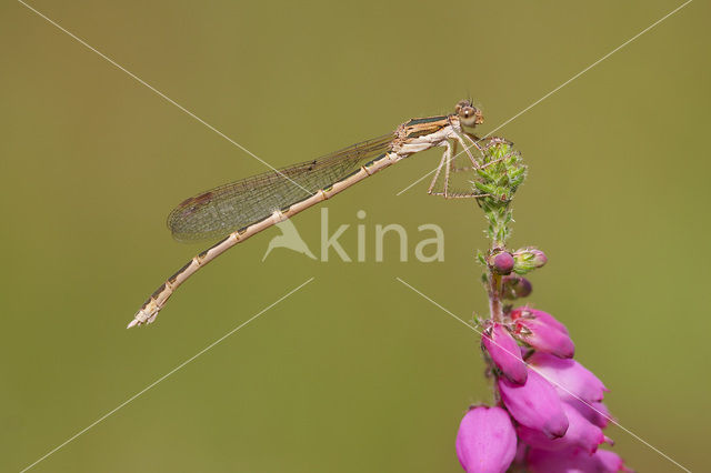 Bruine winterjuffer (Sympecma fusca)