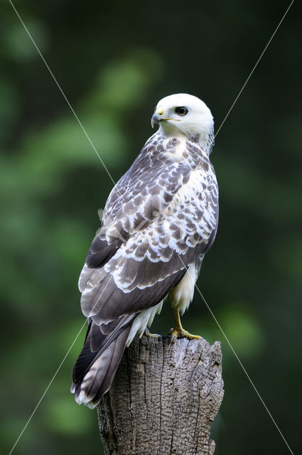 Buizerd (Buteo buteo)