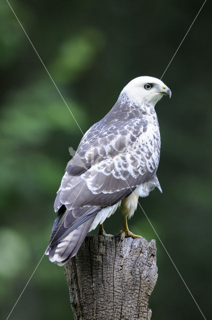 Buizerd (Buteo buteo)
