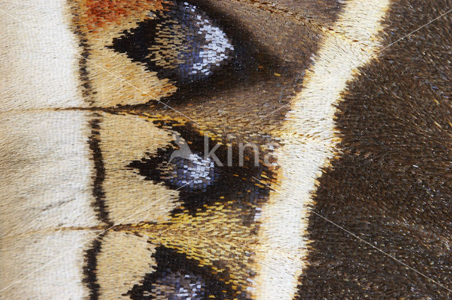 Calleta Silkmoth (Eupackardia calleta)