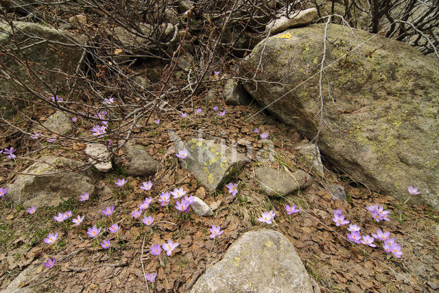 Corsican Crocus (Crocus corsicus)