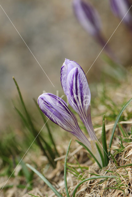 Corsican Crocus (Crocus corsicus)