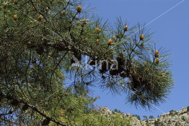 Corsikaanse den (Pinus nigra var. maritima)