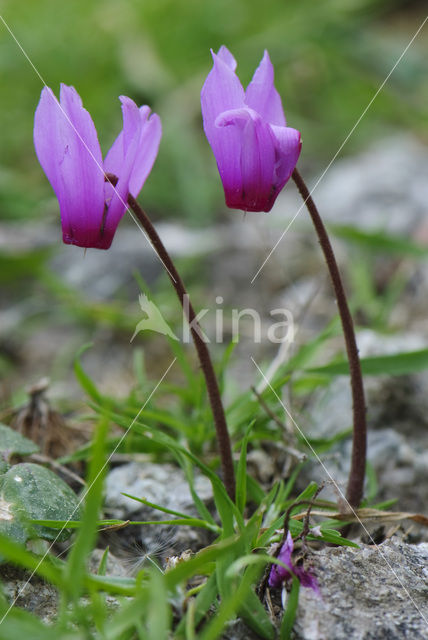 Cyclaam (Cyclamen repandum)