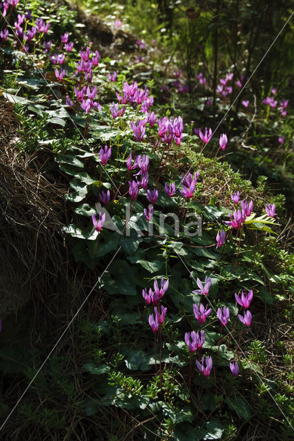 Cyclaam (Cyclamen repandum)