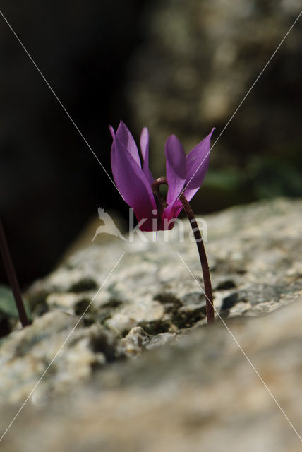 Cyclaam (Cyclamen repandum)