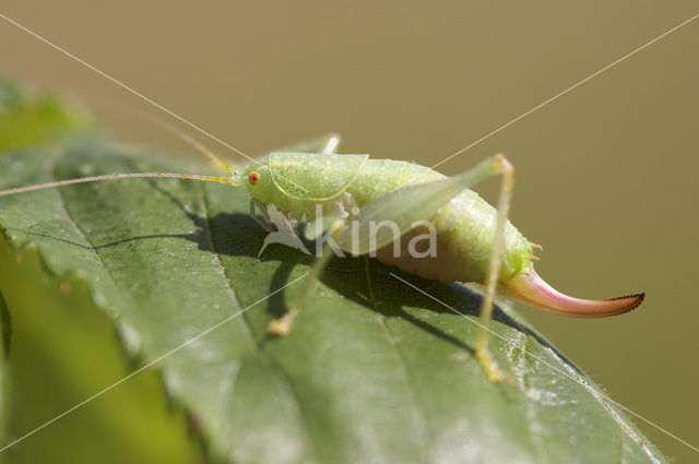 Cyrtaspis scutata
