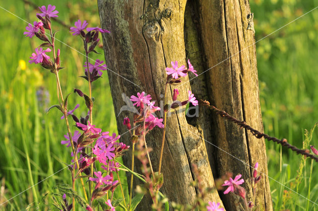 Red Campion (Silene dioica)