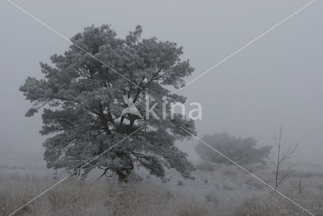 Pine tree (Pinus spec.)