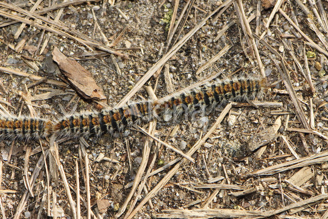 Pine processionary Moth (Thaumetopoea pityocampa)