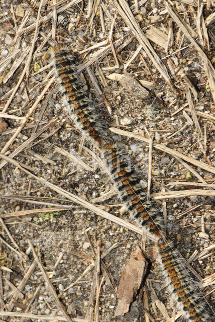 Pine processionary Moth (Thaumetopoea pityocampa)