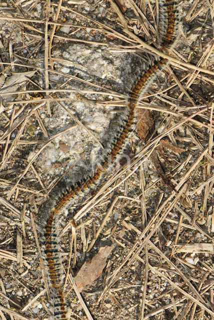 Pine processionary Moth (Thaumetopoea pityocampa)