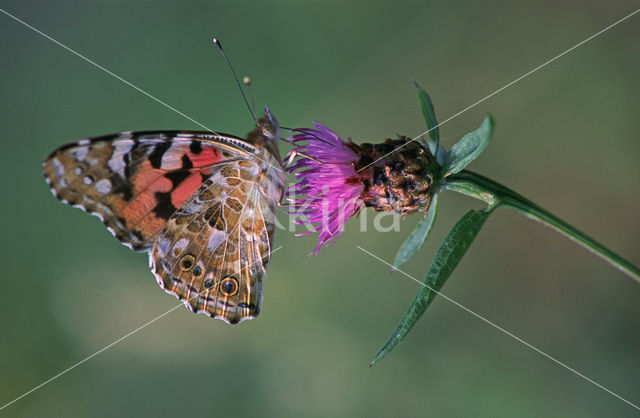 Painted Lady (Vanessa cardui)