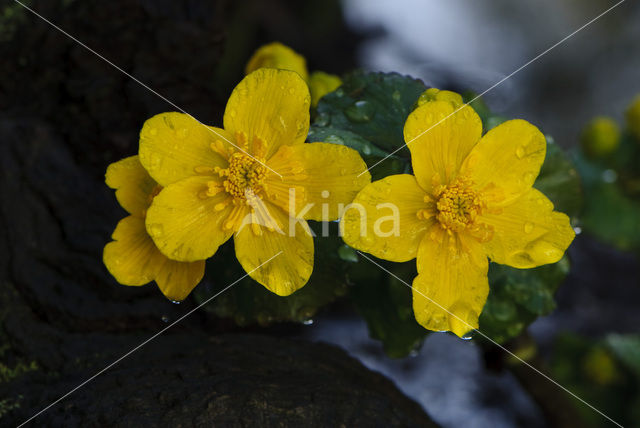 Marsh Marigold (Caltha palustris)