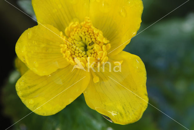 Marsh Marigold (Caltha palustris)