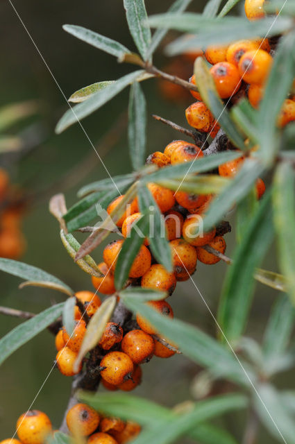 Sea-buckthorn (Hippophae rhamnoides)