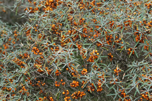 Sea-buckthorn (Hippophae rhamnoides)