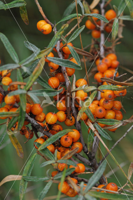 Duindoorn (Hippophae rhamnoides)