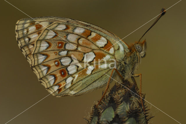 Duinparelmoervlinder (Argynnis niobe)