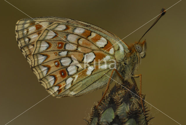 Niobe Fritillary (Argynnis niobe)