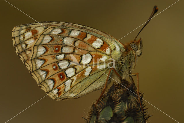 Duinparelmoervlinder (Argynnis niobe)