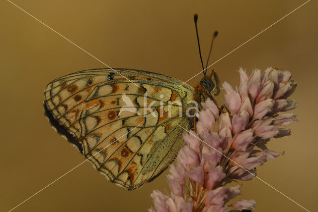 Niobe Fritillary (Argynnis niobe)