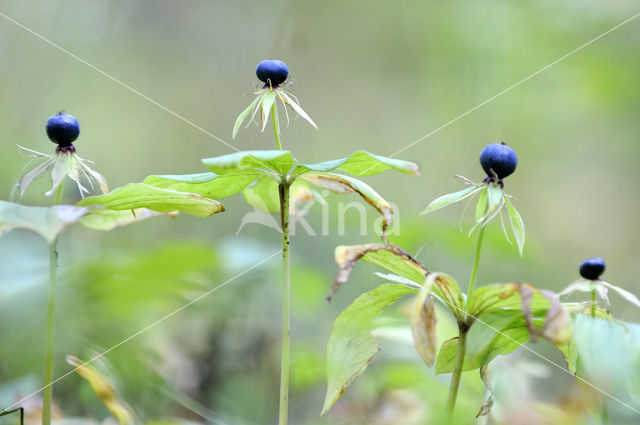 Eenbes (Paris quadrifolia)