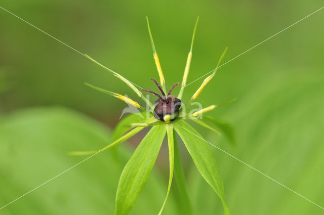 Herb-Paris