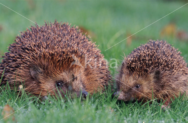 Egel (Erinaceus europaeus)